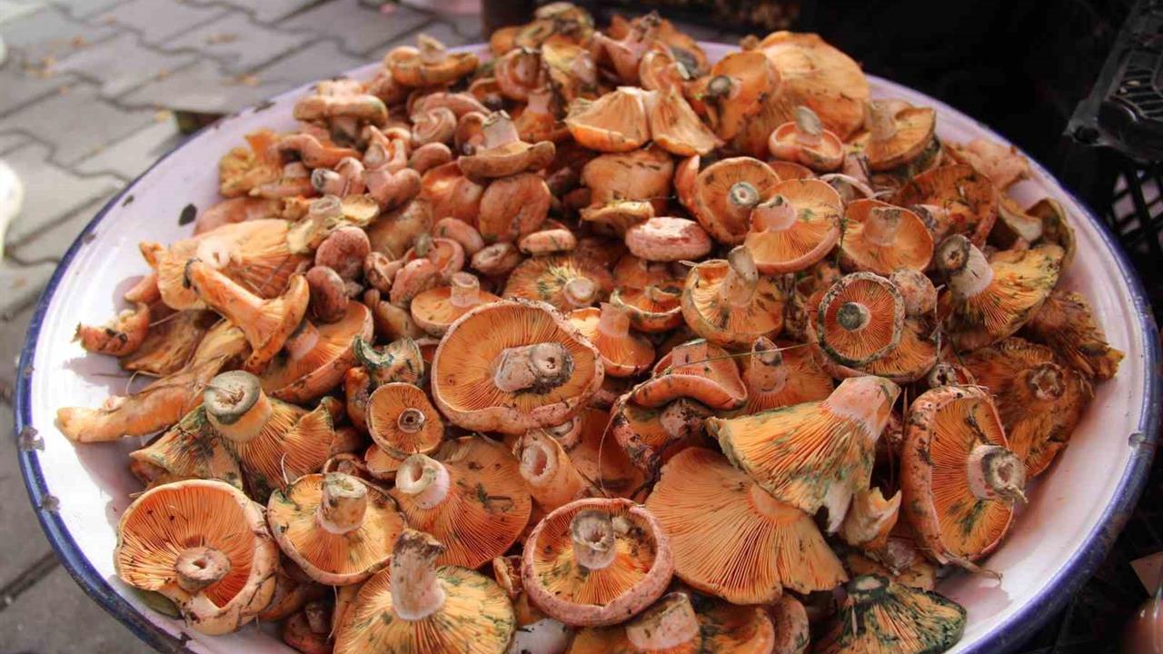 Menteşe'de Çıntar Mevsimi Başladı: Kilosu 500 Lira