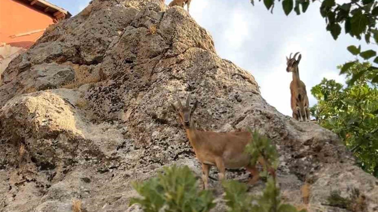 Tunceli'de Dağ Keçileri Sevimlilikleriyle Göz Doldurdu