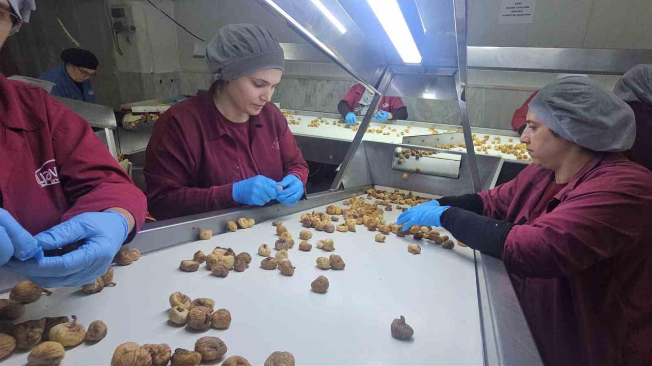 Nazilli'de İncir İçin Birlikte Hareket Çağrısı