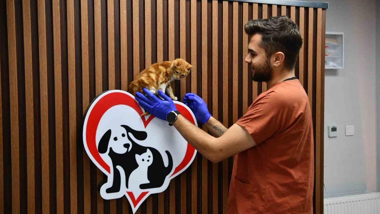 Balıkesir'de 1158 Can Dost Yeni Yuva Buldu