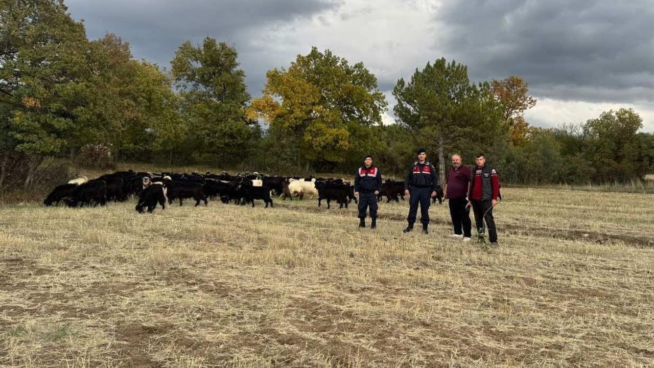 Kütahya'da Kayıp 70 Keçi Bulundu
