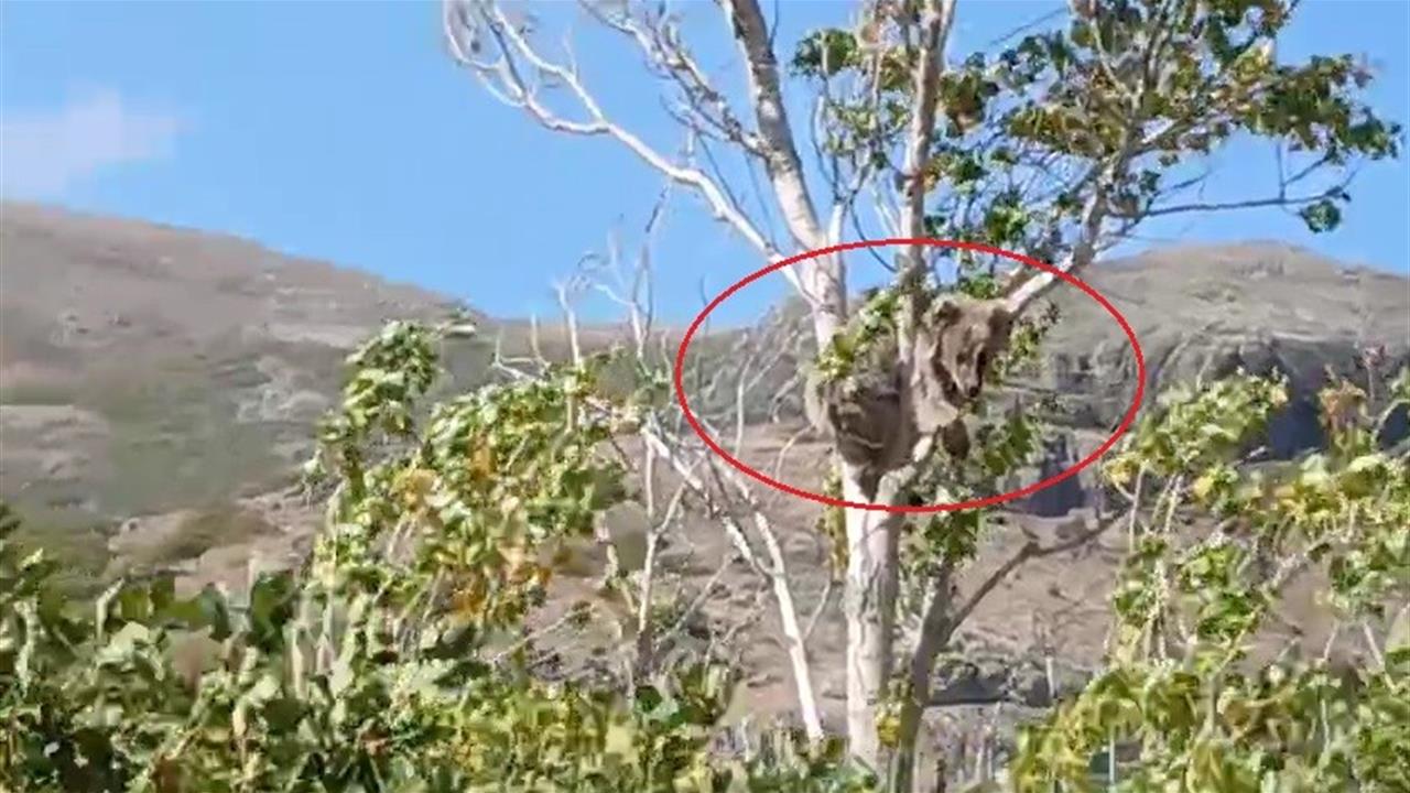 Bayburt'ta Yavru Ayı Kurtarma Operasyonu: Kaçtı Gitti