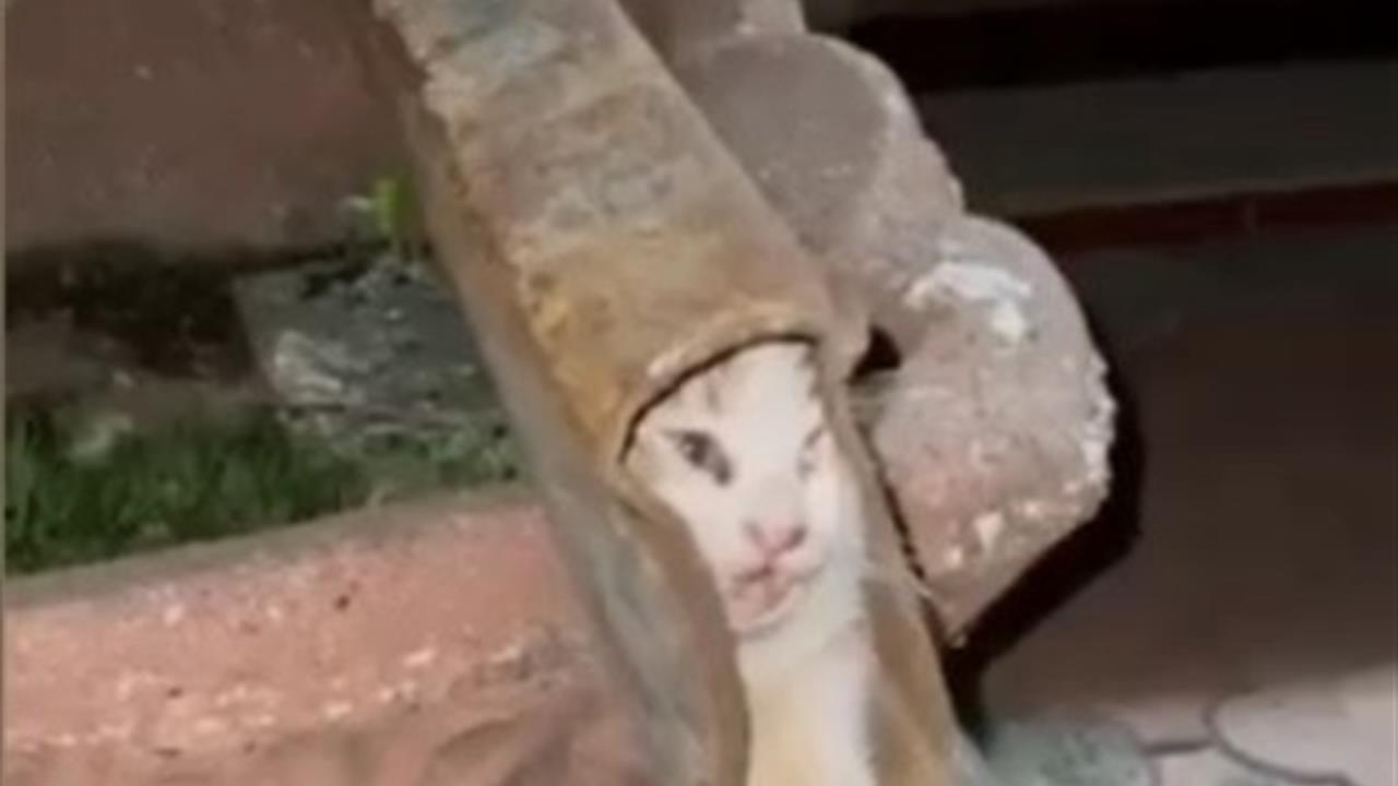 Osmaniye'de Sıkışan Kedi İtfaiye Ekipleri Tarafından Kurtarıldı