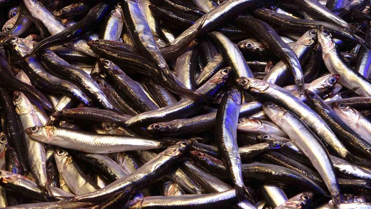 Trabzon'da Hamsi İhracatında Boy Problemi Yaşanıyor