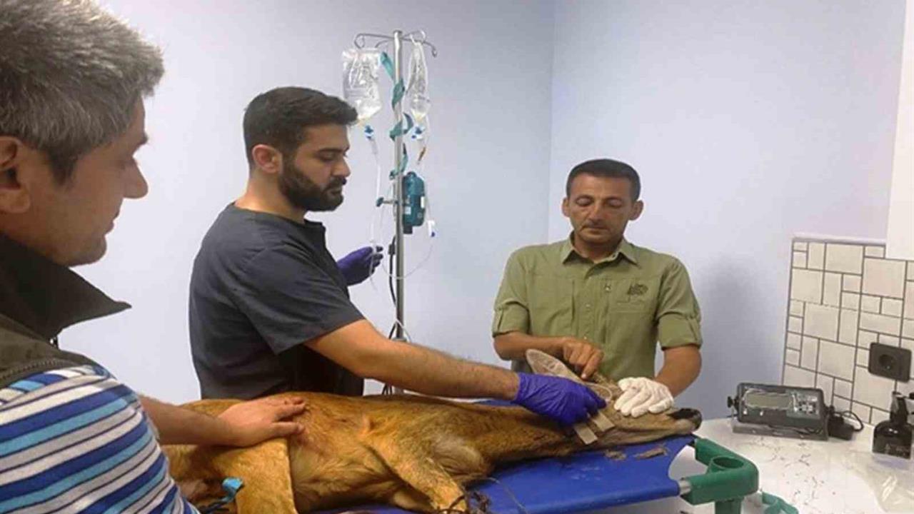 Samsun'da 1200 Yaralı Hayvan Doğaya Salındı