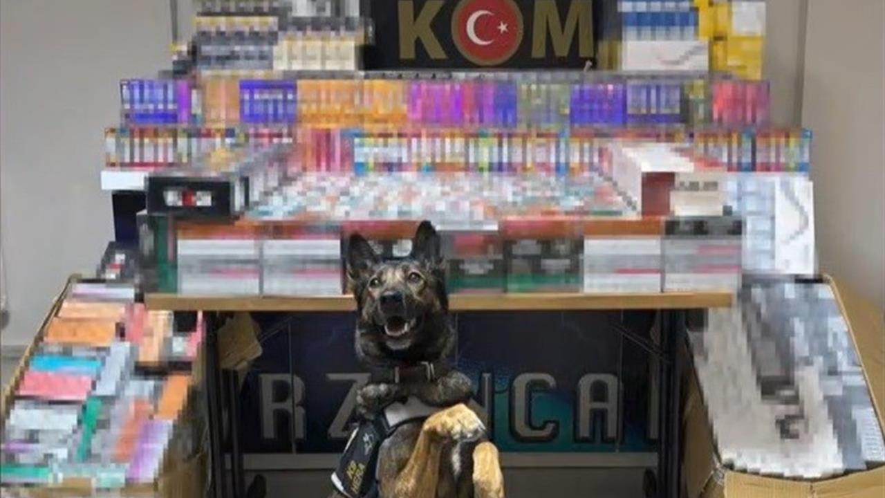 Erzincan'da Dedektör Köpeği Hera Kaçak Ürünleri Ele Geçirdi