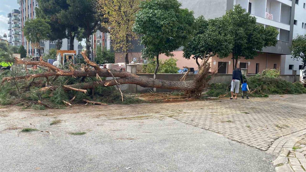 Aydın'da Kuruyan Çam Ağacı Devrildi, Neyse ki Yaralanan Olmadı