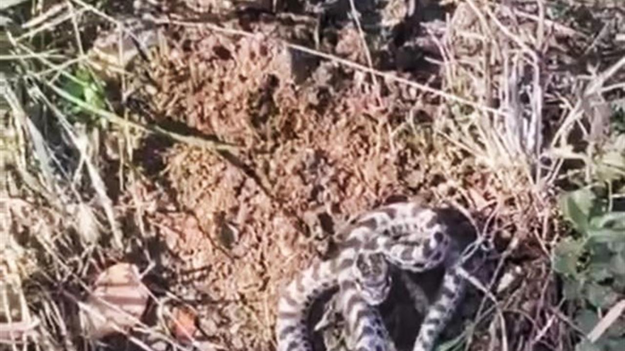 Karabük'te Mantar Toplarken Engerek Yılanıyla Karşılaştı