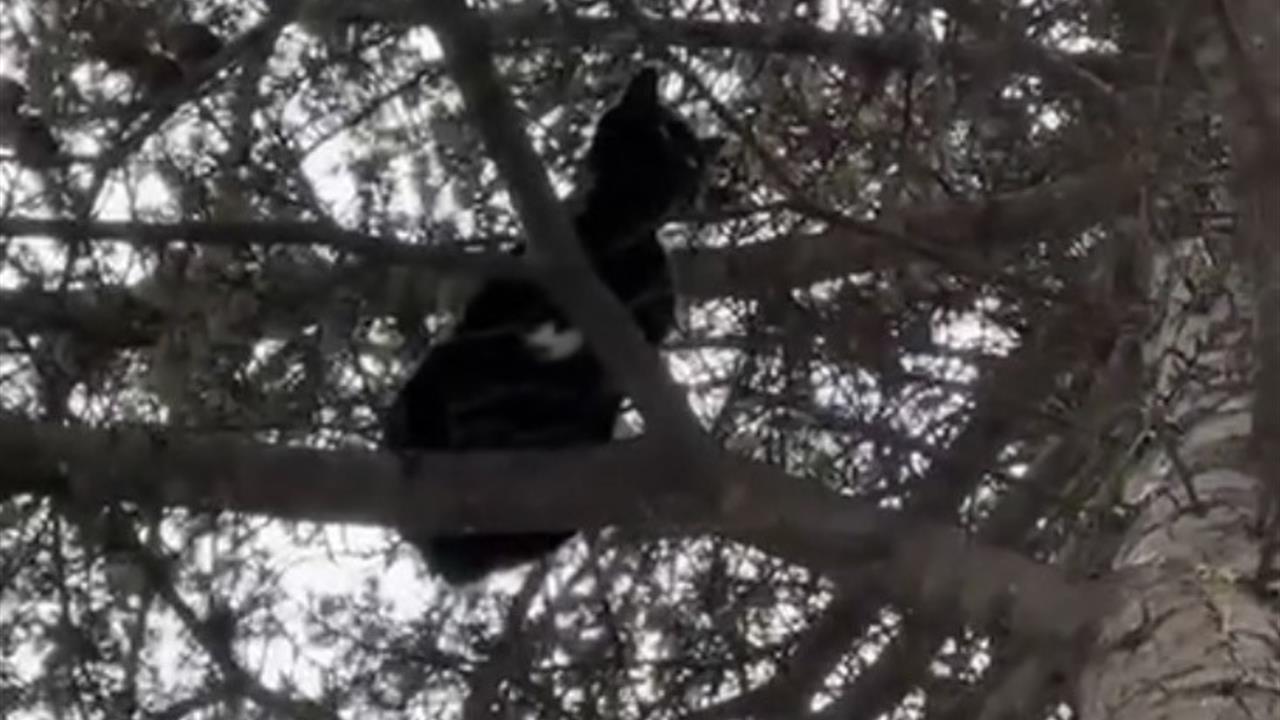 Eskişehir'de Ağaçta Mahsur Kalan Kedi Kurtarıldı