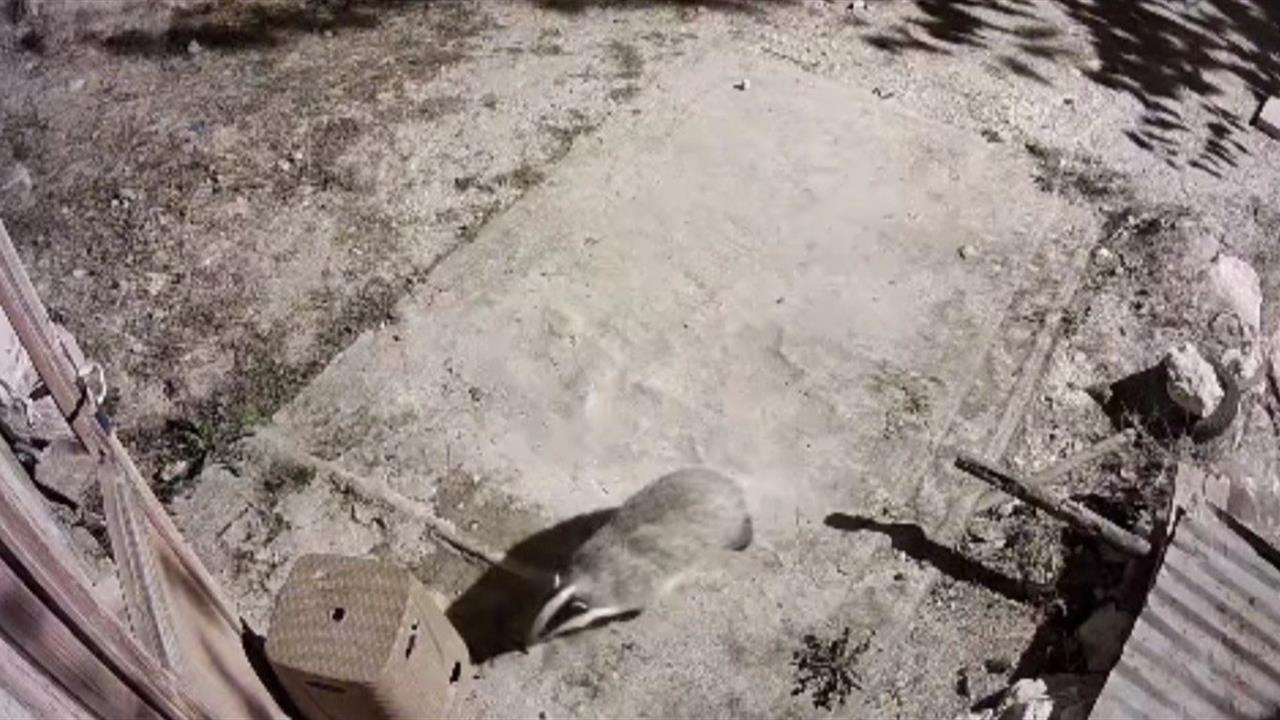 Elazığ'da Nadir Görülen Bal Porsuğu ve Sansar Görüntülendi