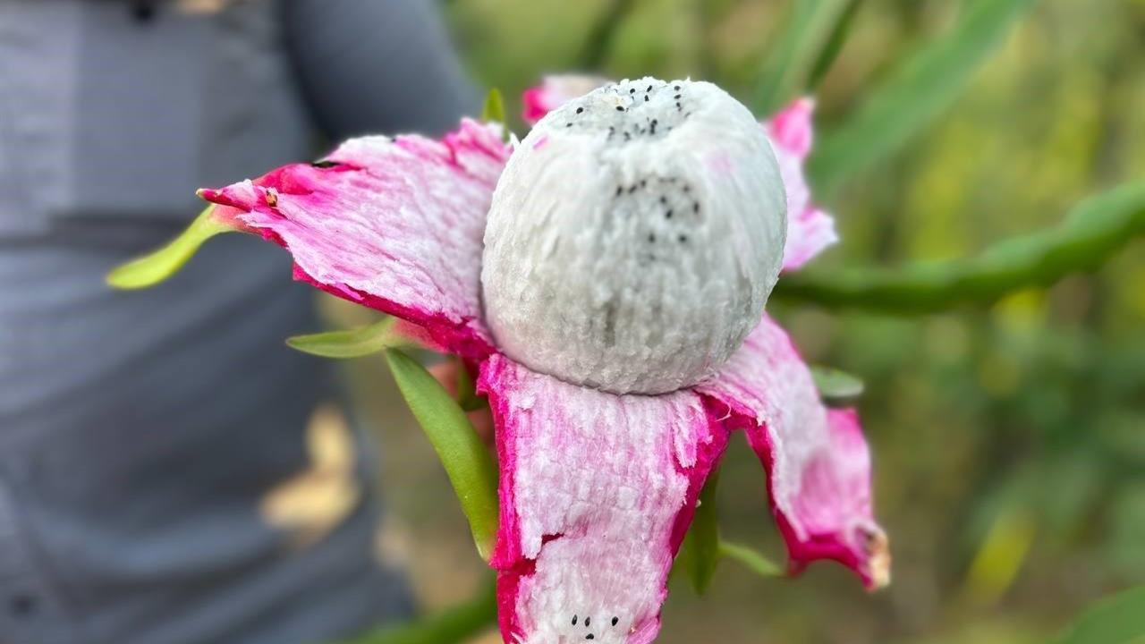 Hatay'da Ejder Meyvesi Hasadı: Kilosu 180 TL
