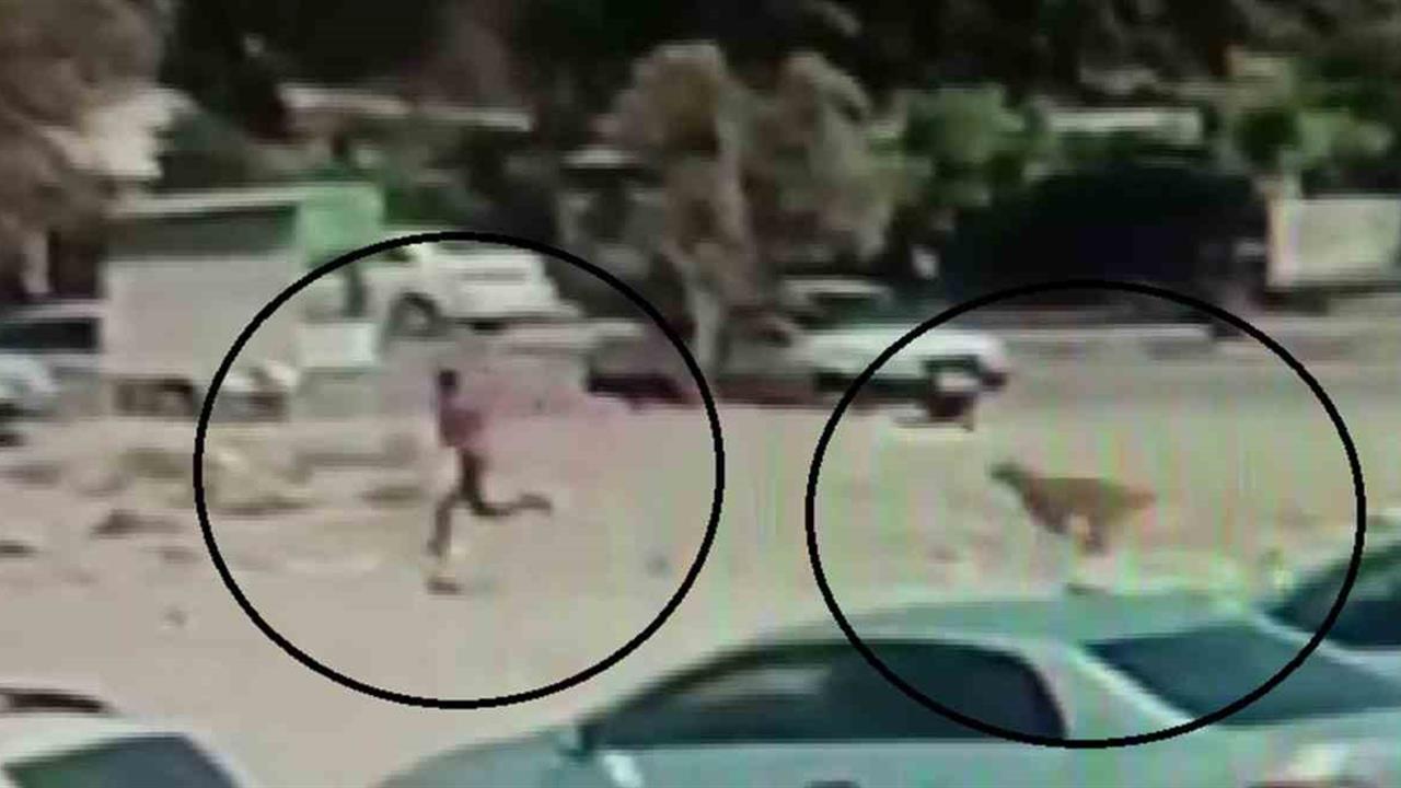 Hatay’da Sokak Köpekleri Çocuğa Korku Anları Yaşattı