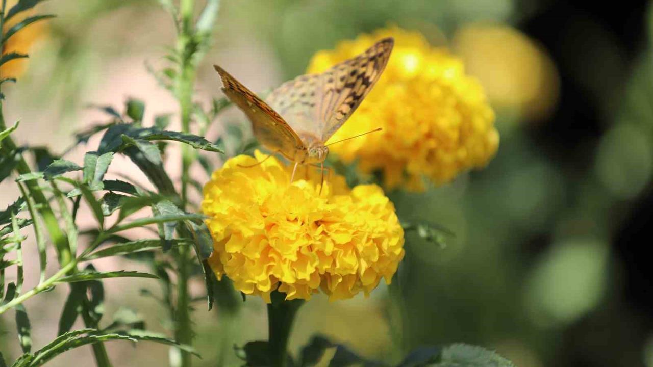 Şırnak’ta Kelebeklerin Son Dansı Başladı