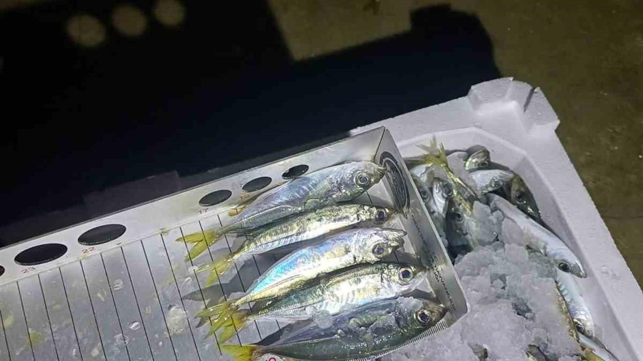 Düzce'de Yasal Boy Denetimi: 1.845 Kilo İstavrit Ele Geçirildi