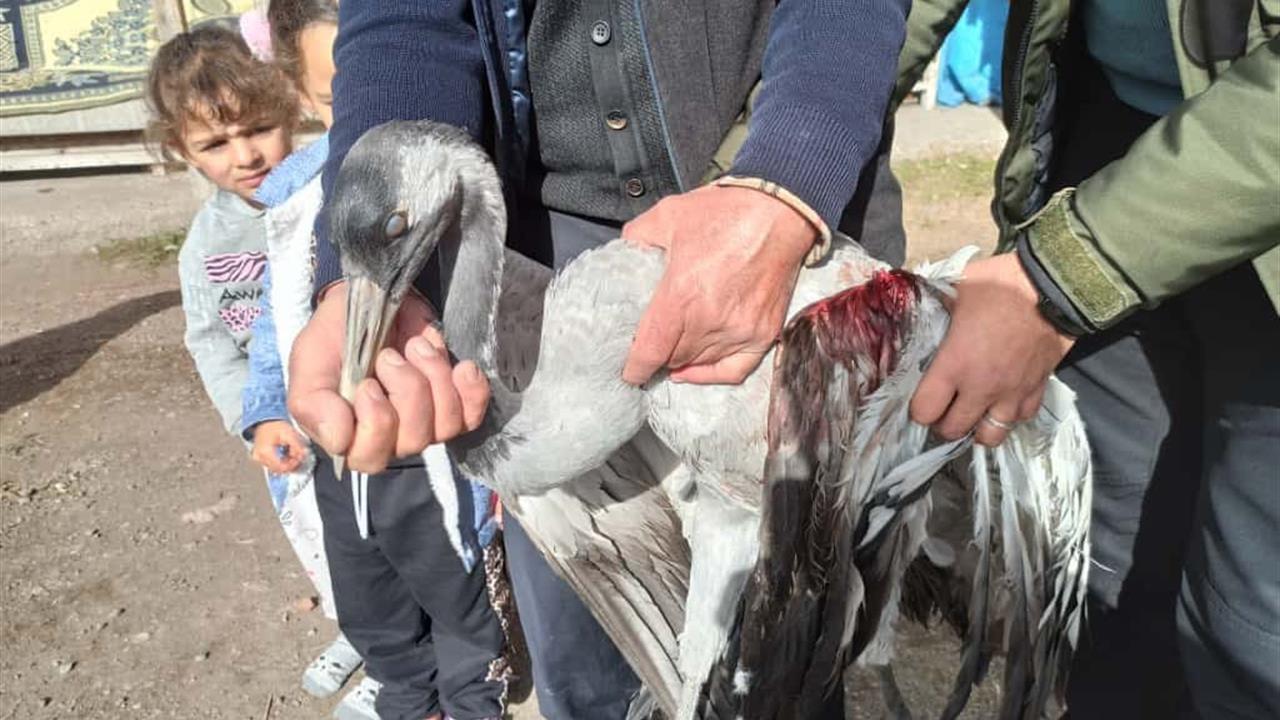 Ardahan'da Yaralı Turna Kuşu Kurtarıldı