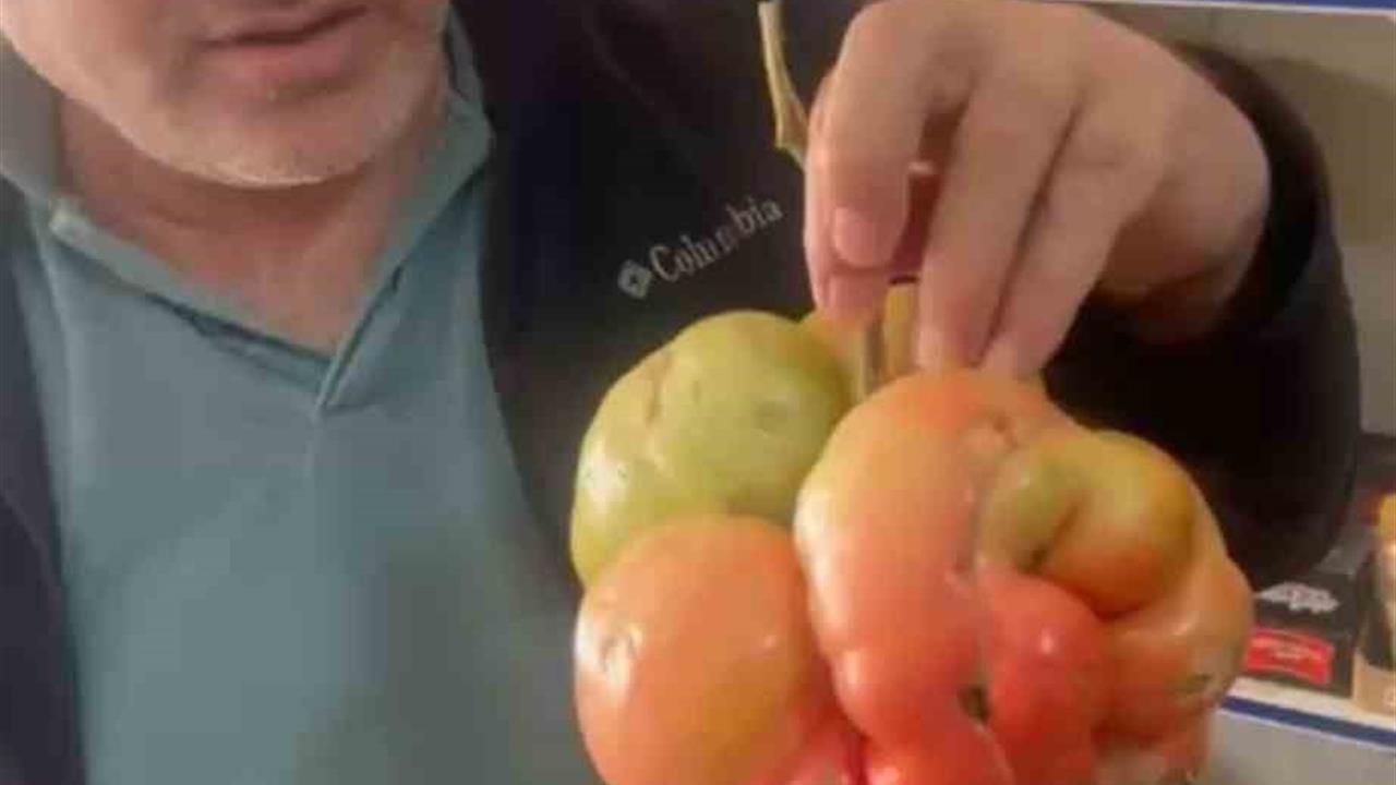 Mardin'de Dev Domates: 1 Kilo 400 Gram Ağırlığında