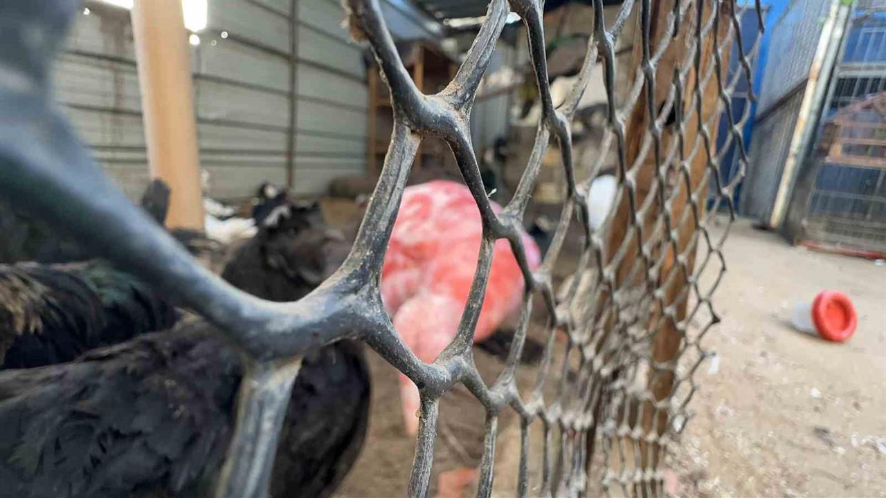 Gazze'de Hayvanat Bahçesi Canlarına Çadır Sığınağı