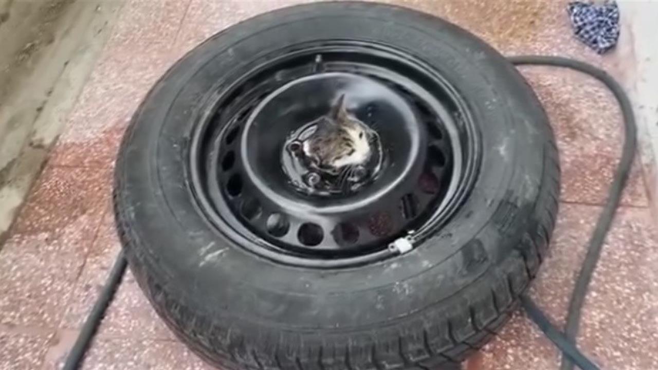 Çankırı'da Stepneye Sıkışan Yavru Kedi Kurtarıldı