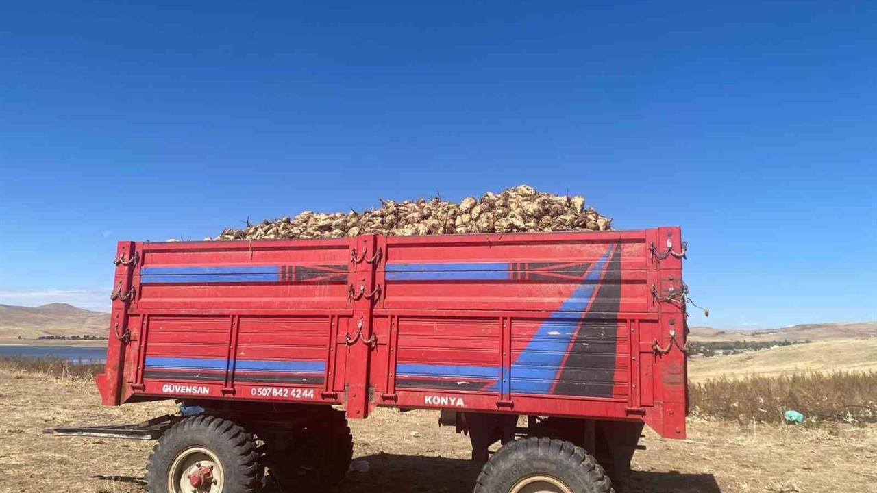Ağrı'da Şeker Pancarı Hasadı Devam Ediyor