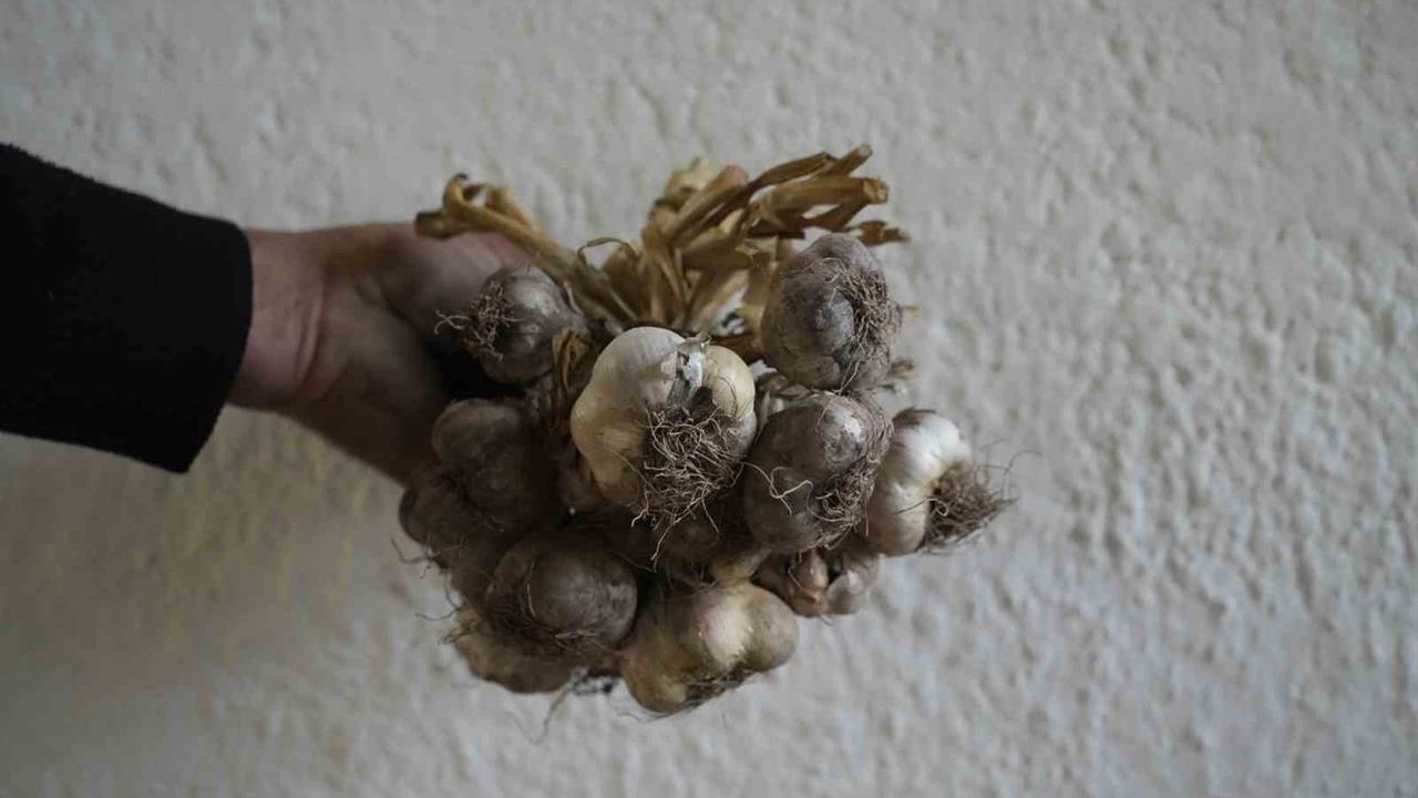 Gümüşhane’de Yerel Ata Tohumu Siyah Sarımsak Tescil Ediliyor