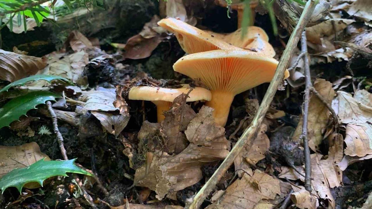 Düzce'de Mantar Sezonu: Uzmanlardan Uyarı