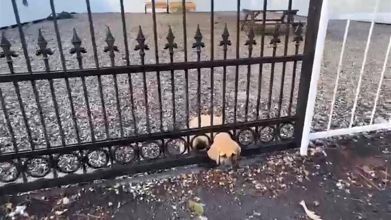 Dörtyol'da Demir Kapıya Sıkışan Yavru Köpek Kurtarıldı