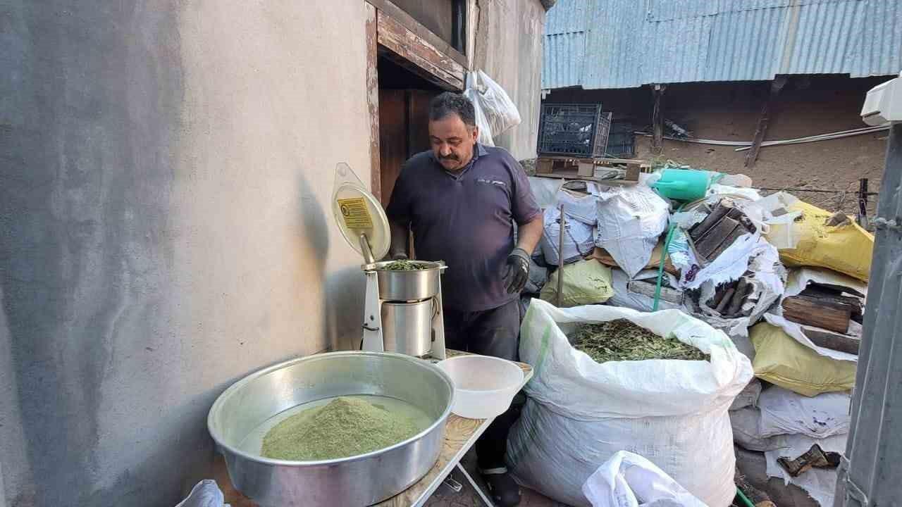 Erzincan'da Zetrin Baharatı Yeniden Keşfediliyor