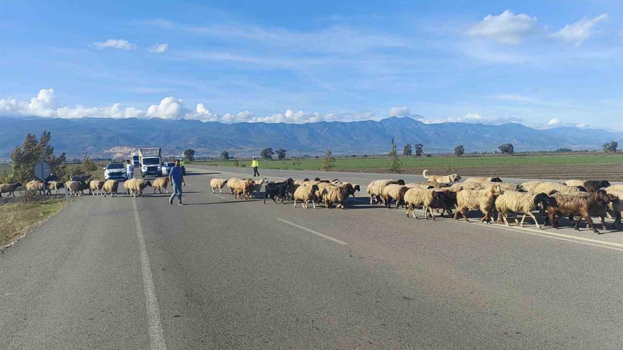 Hatay'da Koyun Sürüsü Trafiği Durdurdu: Çan Sesleri Yankılandı