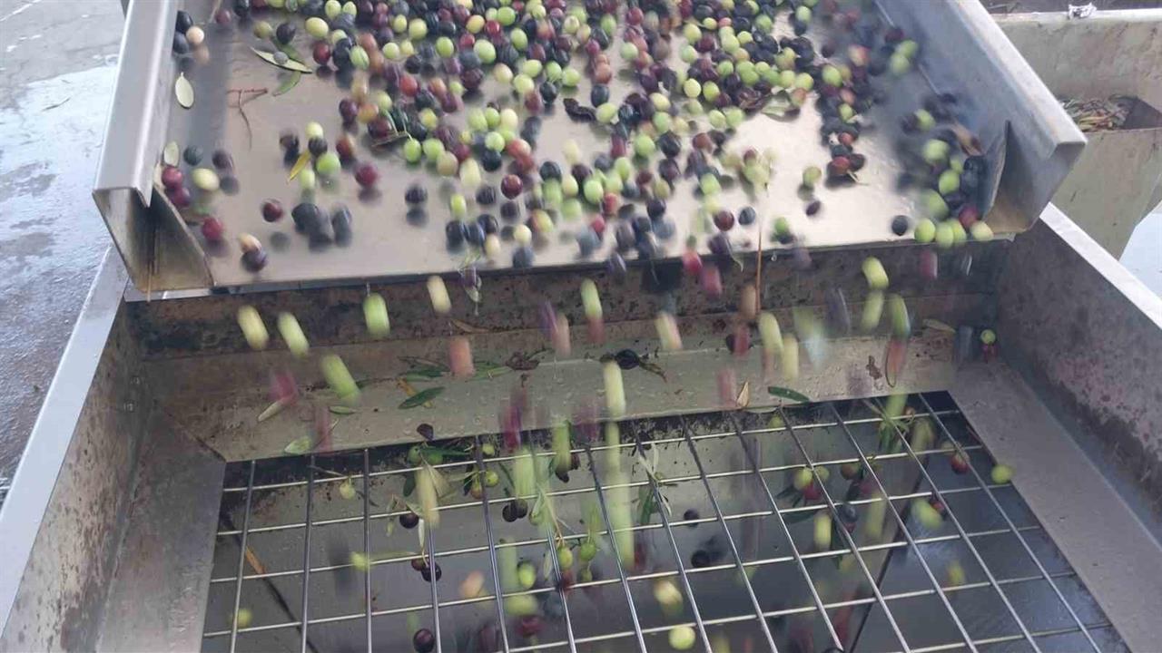 Zeytinyağı hasadı Mersin Mut'ta başladı