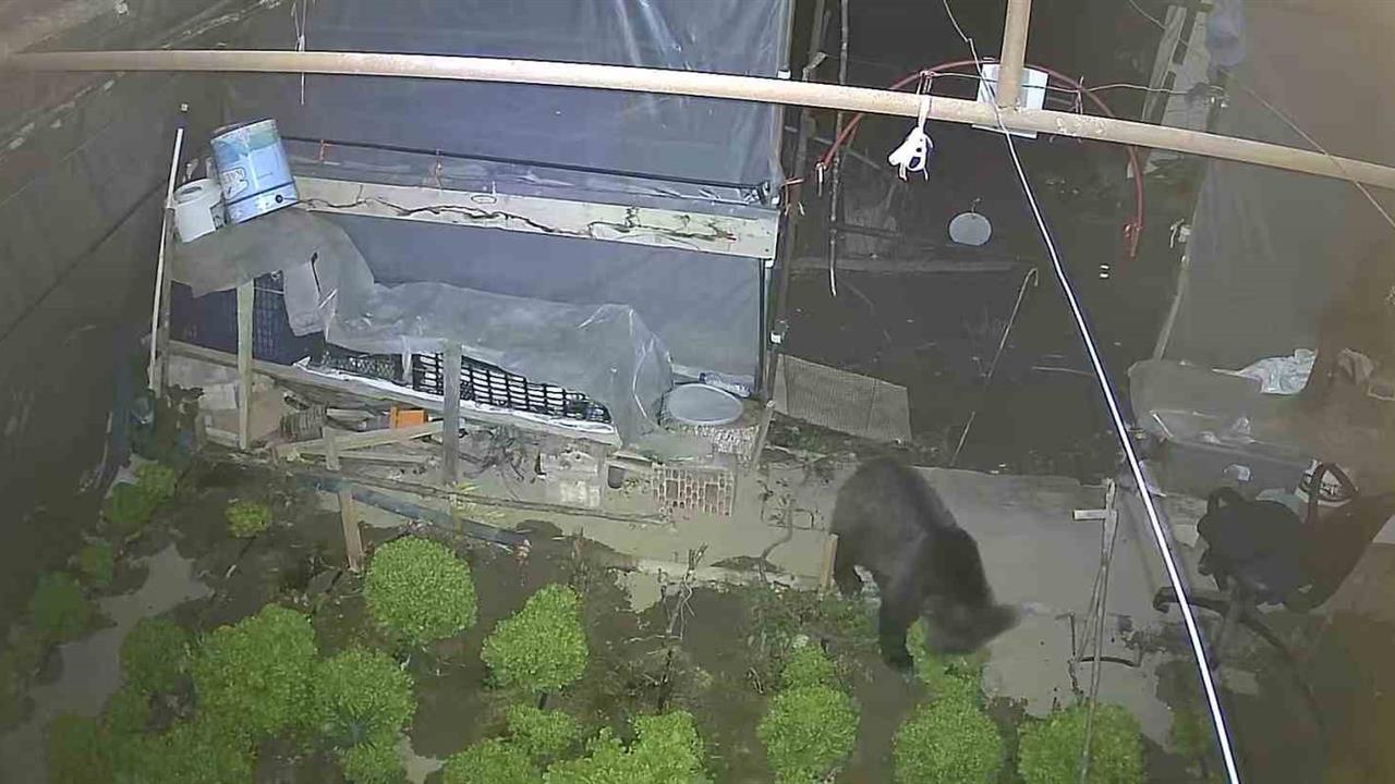 Yavru ayı marul çadırında: İki gecedir ziyafet yapıyor - KARABÜK