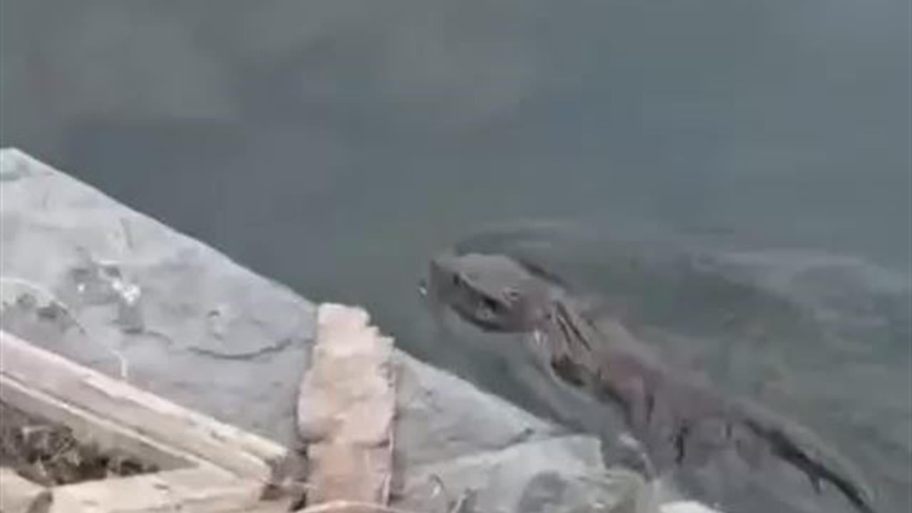 Nesli tükenmekte olan su samuru Küçükçekmece'de görüldü