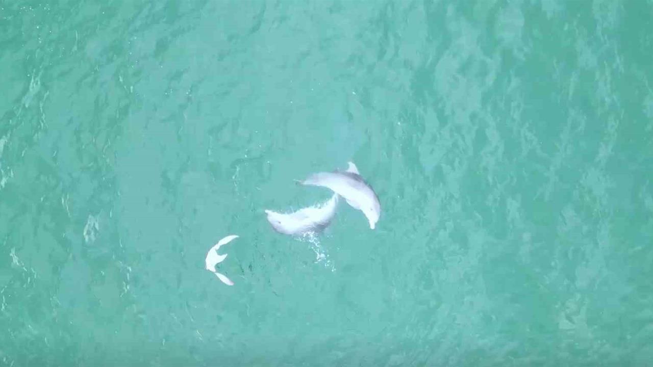 Karadeniz'de yunusların dansı dronla görüntülendi