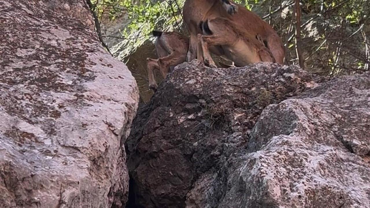 Tunceli'de dağ keçileri yerleşim alanlarına indi