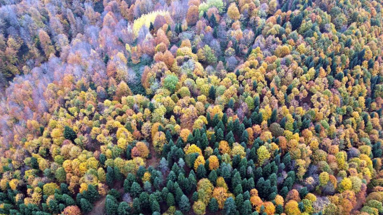 Sakarya'da sonbahar renk cümbüşü oluşturuyor