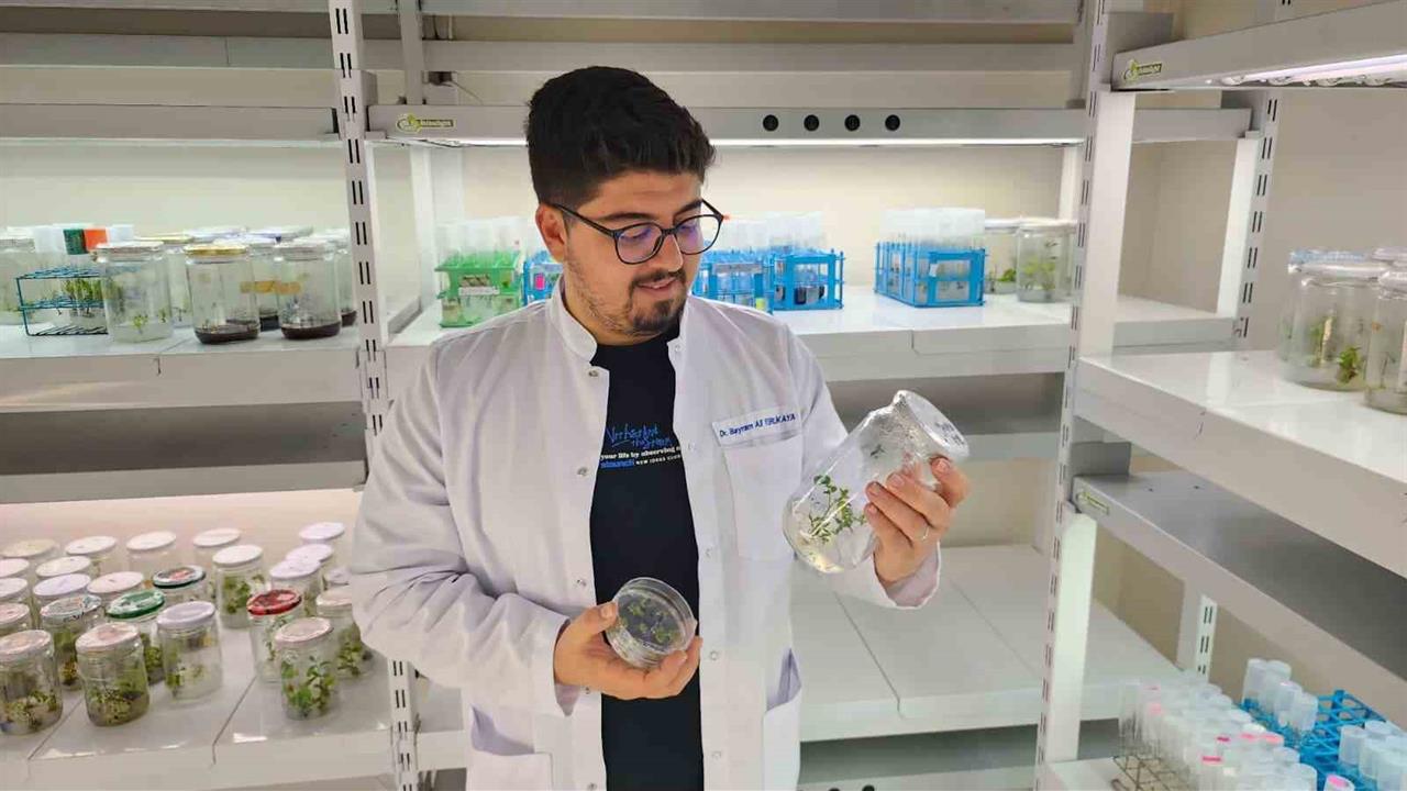 Yüksek antioksidan kapasiteye sahip yeni domates geliştirilecek - SAMSUN