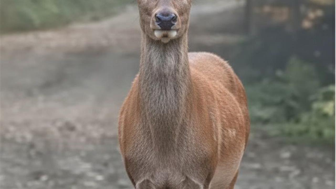 Bursa Ormanlarında Kızıl Geyik Öğle Yemeği Molası Verdi