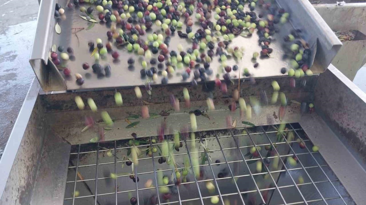 Mut’ta Zeytin Hasadı Tam Gaz: İşte Mut Zeytini ve Zeytin Yağının Fabrikalardaki Fiyatı…