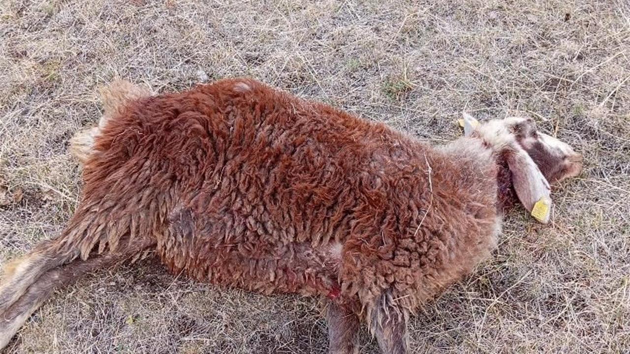 Horasan Erzurum'da Koyun Sürüsüne Kurtlar Saldırdı, 3 Koyun Telef Oldu