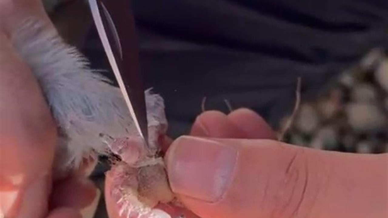 Gümüşhane'de İtfaiye Ekipleri Ayakları İpe Dolanan Güvercini Kurtardı