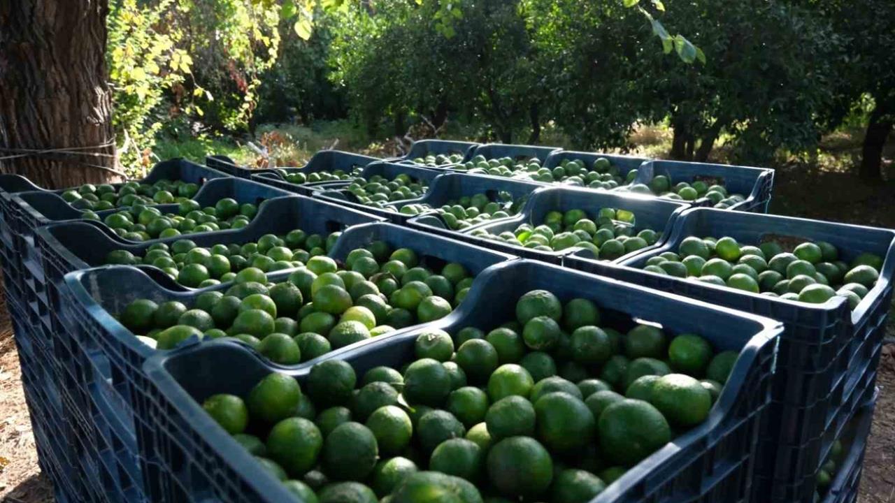 Bodrum'da 72 Üreticiden 55 Ton Yeşil Mandalina Toplandı