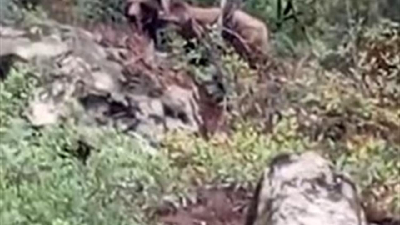 Bursa Orhaneli'de Ayı Görüldü, Mantar Toplayıcılara Dikkat!