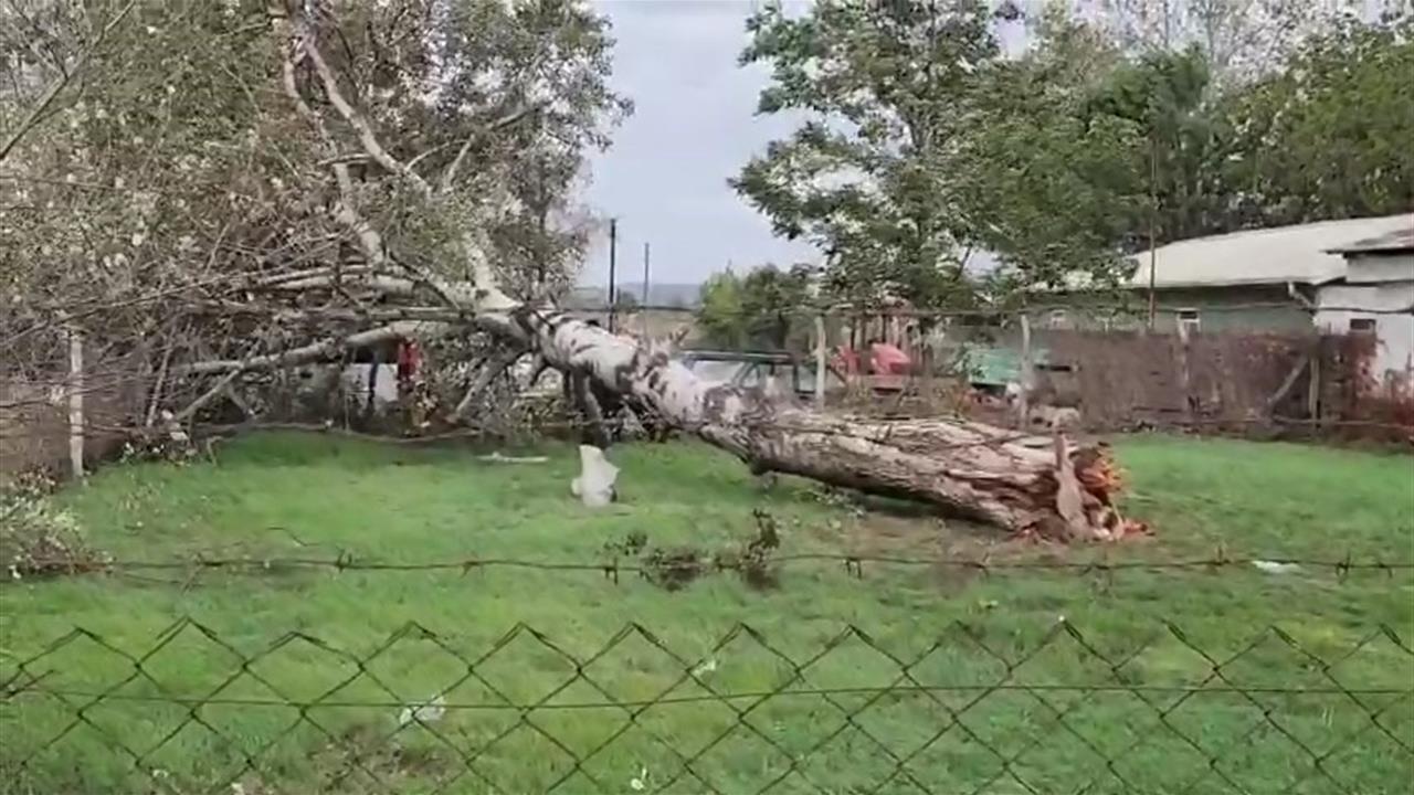 Lodos nedeniyle ağaç ve elektrik direği devrildi
