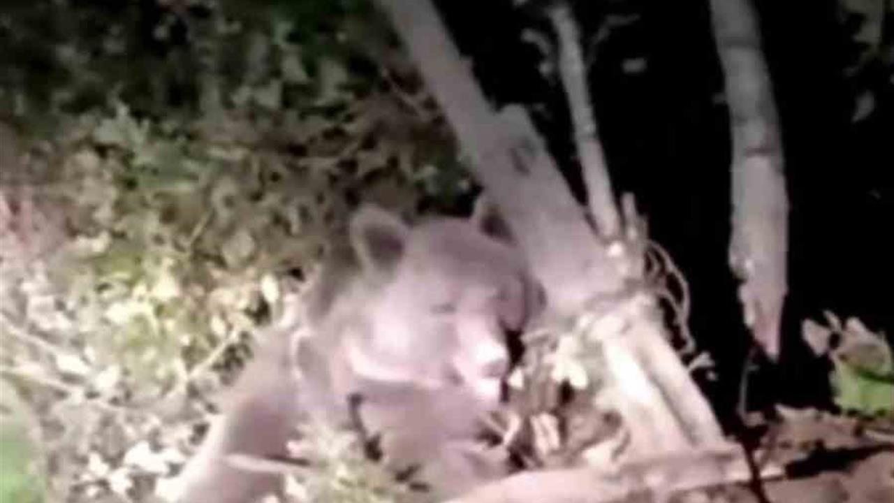 Düzce'de Dikenli Tellere Takılan Ayı, Ekipler Tarafından Kurtarıldı