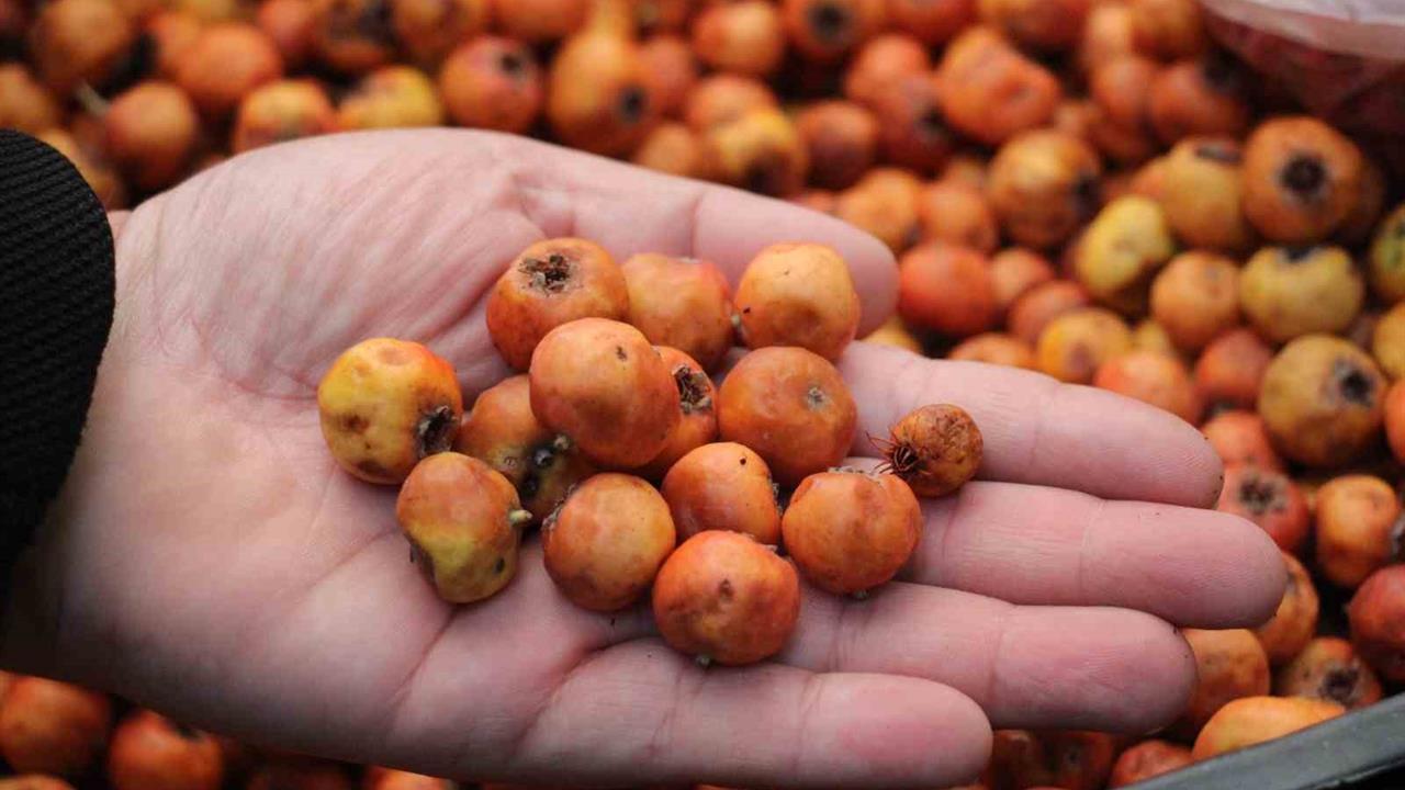 Aydın Efeler'de Tezgahları Renklendiren Alıç Meyvesi Büyük İlgi Görüyor