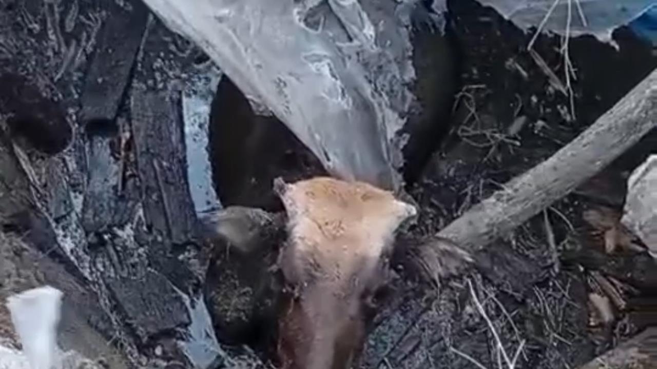 Hakkari Yüksekova'da Bataklığa Saplanan İnek Kurtarıldı