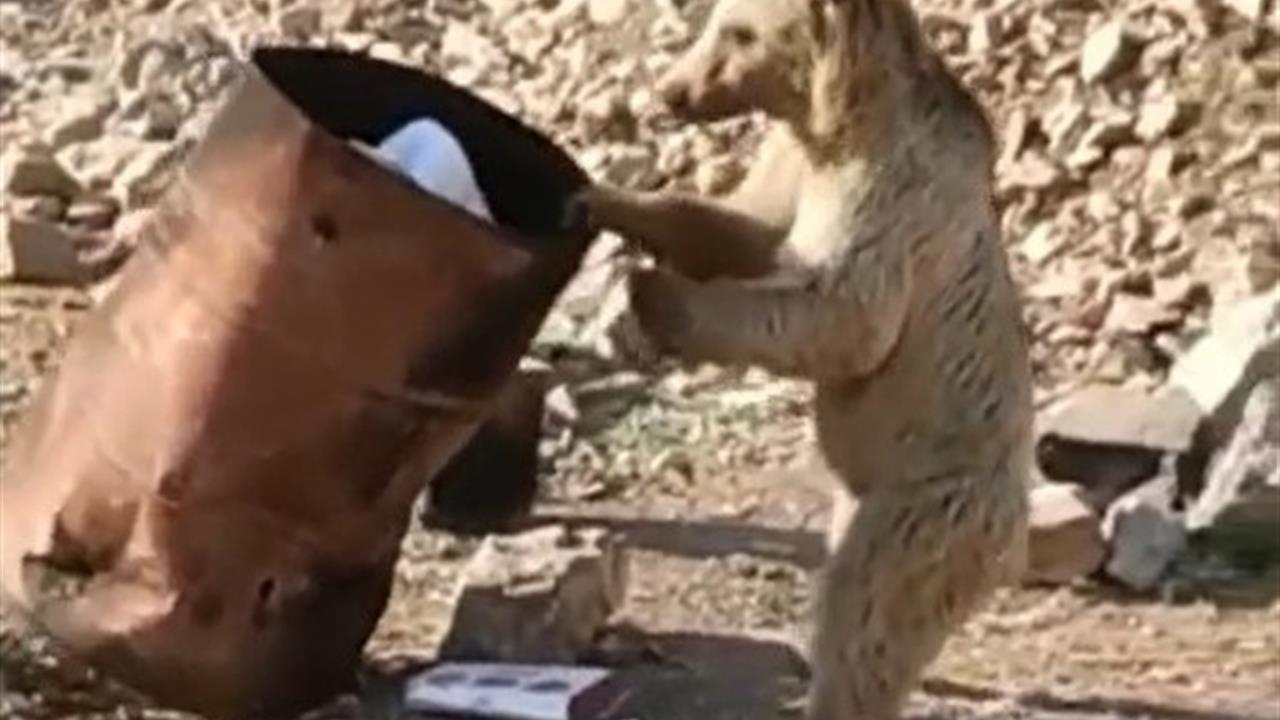 Hakkari Çukurca'da Yiyecek Arayan Ayı Şantiye Yakınlarında Görüntülendi