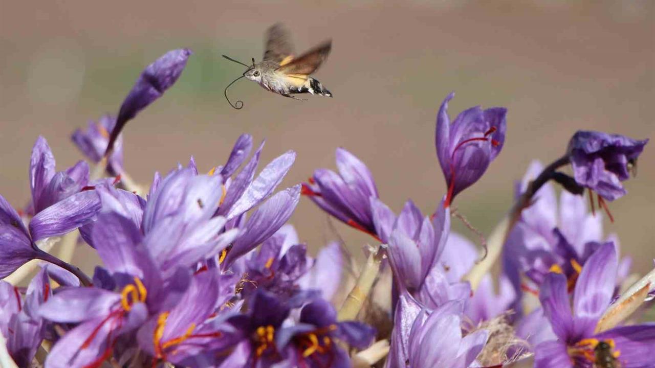 Amasya Göynücek'te Düzenlenen Safran Hasat Etkinliğine Vali Katıldı