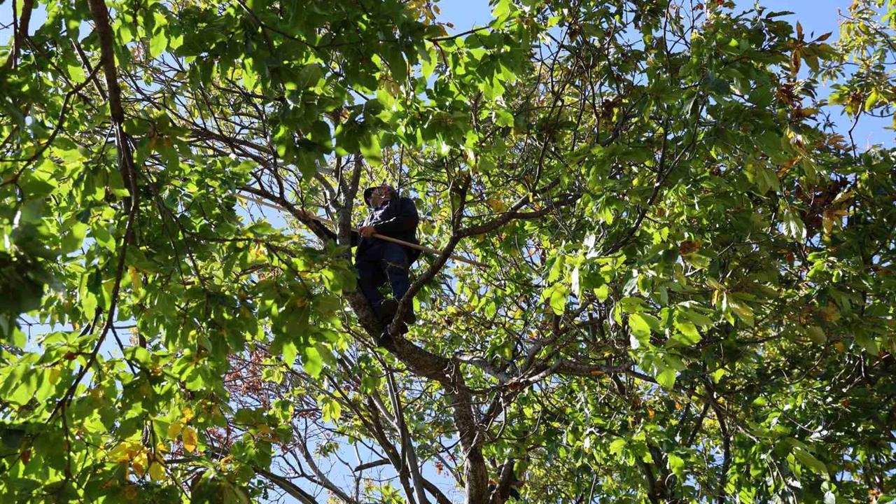 Aydın'da Kestane Hasat Sezonu Başarıyla Tamamlandı