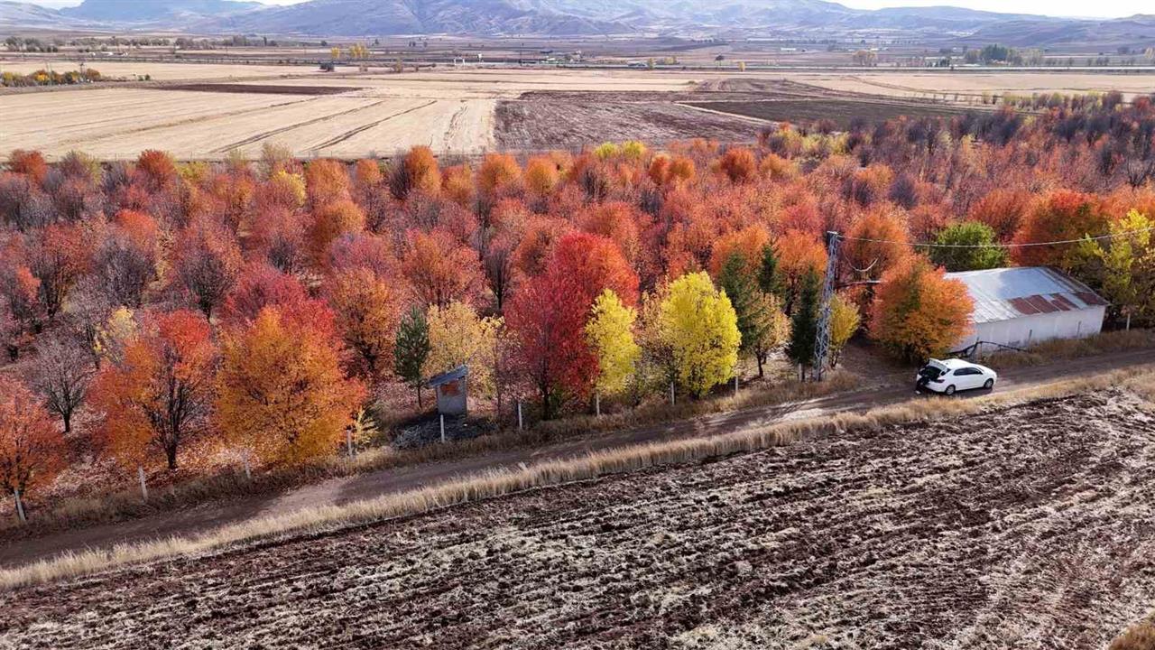 Sivas'taki Vişne Bahçesi Sonbaharda Görsel Bir Şölen Sunuyor