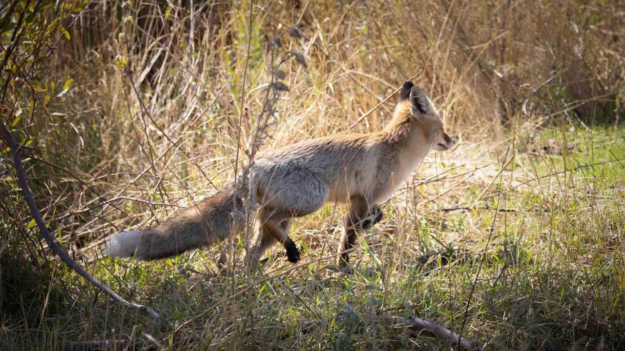 Bingöl Merkez'de Kızıl Tilki Yiyecek Ararken Görüntülendi